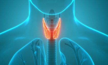 Structure and Function of Thyroid Gland