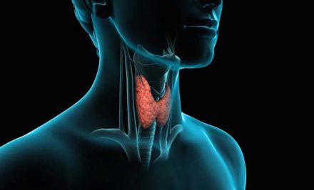 Tiroid Hormonları Nasıl Salgılanır?